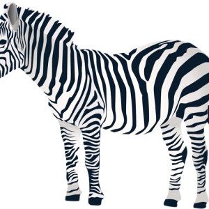 Zebra PNG image