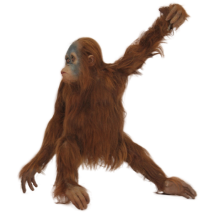Orangutan PNG