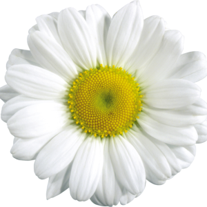 Camomile PNG image, free flower picture