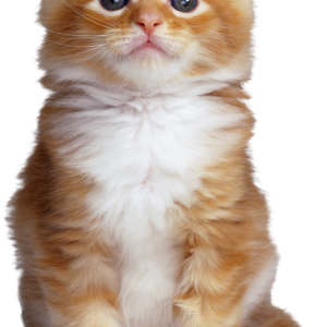 Cat PNG