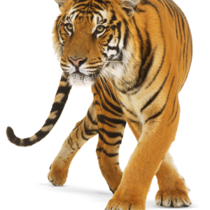 Tiger PNG