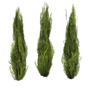 Bushes PNG image