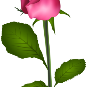 Rose PNG