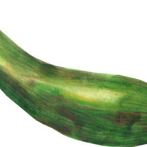 marrow PNG