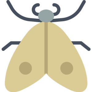 Moth PNG