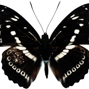 Butterfly black PNG