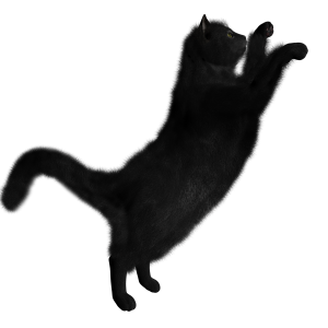 Black Cat PNG image