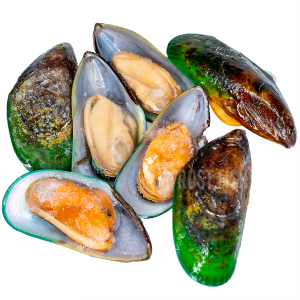 Mussel PNG