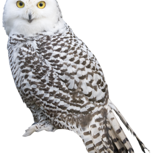 Owl PNG