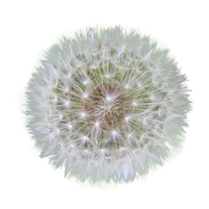Dandelion PNG
