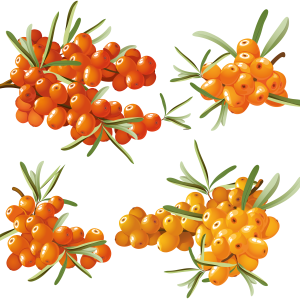 Sea buckthorn PNG