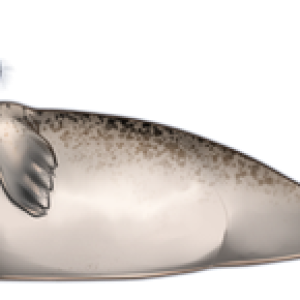 Harbor seal PNG