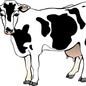 cow PNG