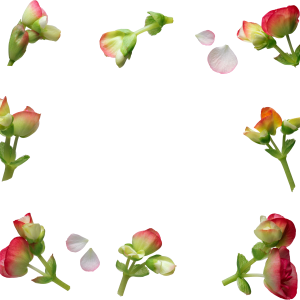 Floral frame PNG