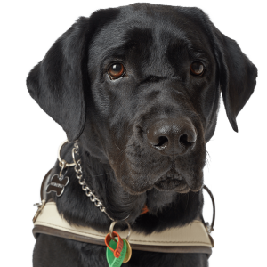 Labrador Retriever PNG