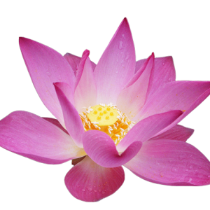 Lotus flower PNG