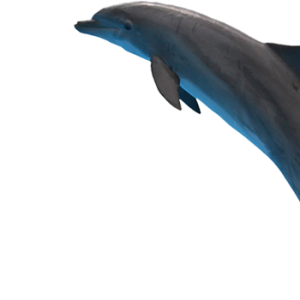 Dolphin PNG image