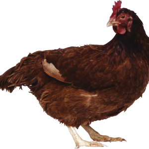 Chicken PNG image