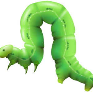 Caterpillar PNG