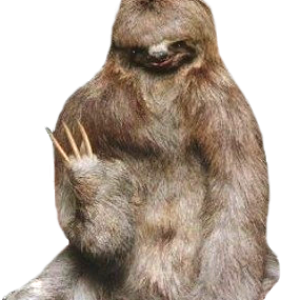 Sloth PNG