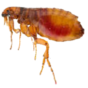 Flea PNG