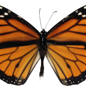 Butterfly PNG