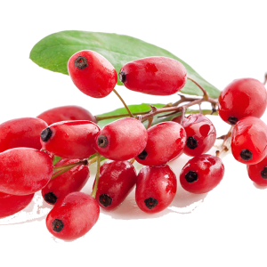 Berberis PNG