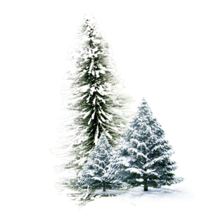 Winter forest PNG