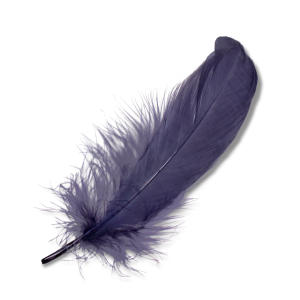 Feather PNG