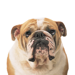 Bulldog PNG