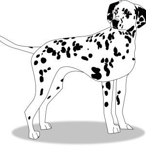 Dalmatian dog image PNG