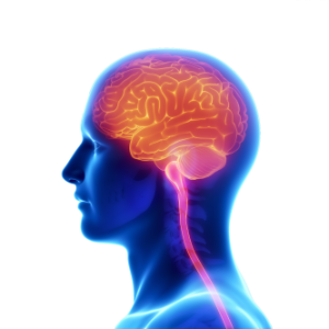 Brain PNG