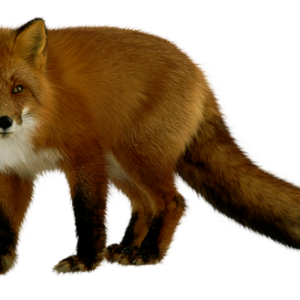 Fox PNG