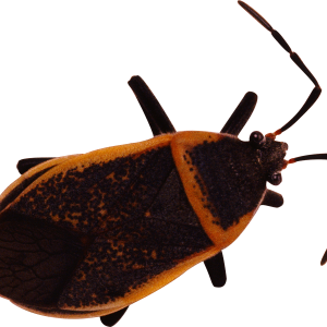 bug PNG image