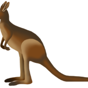 Kangaroo PNG