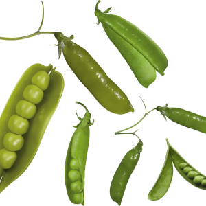 Pea PNG