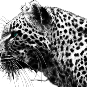 Cheetah PNG