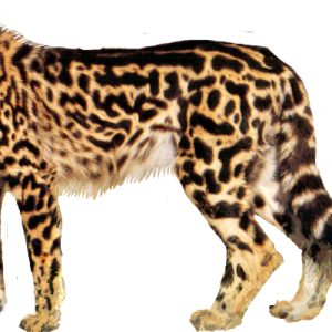 Cheetah PNG