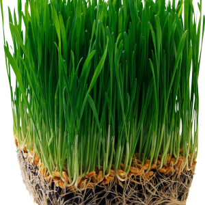 Grass PNG