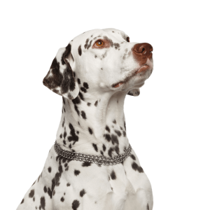 Dalmatian PNG