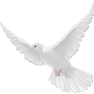 white dove pigeon PNG