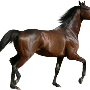 Horse png image