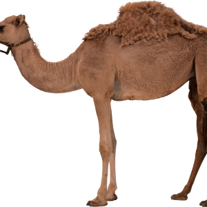 Camel PNG image