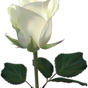 White rose PNG image, flower white rose PNG picture