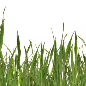 grass png image, green picture