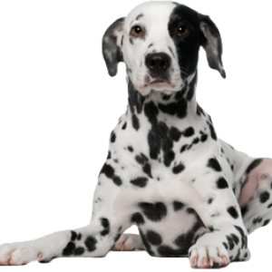dog png image, picture, download, dogs