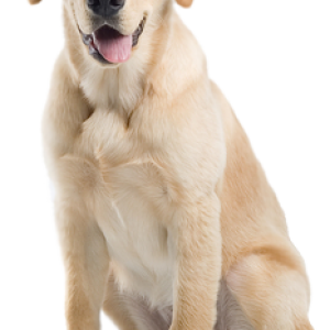 Labrador Retriever PNG