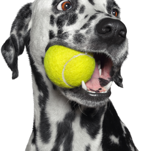 Dalmatian dog with ball PNG