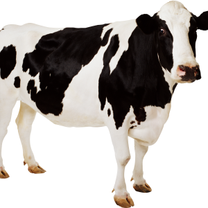 cow PNG