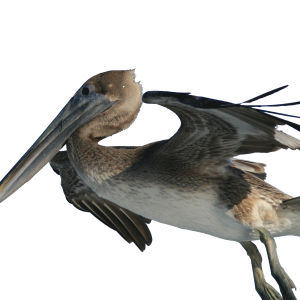Pelican PNG